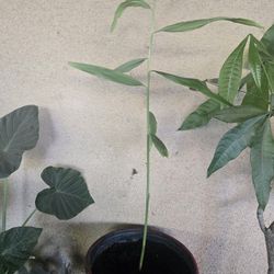 Organic Ginger Plant 5 Gallon Bucket