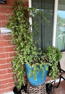 Last Time Is Now to buy some great plants