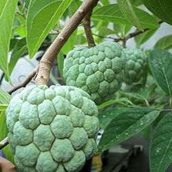 Sugar Apple Trees