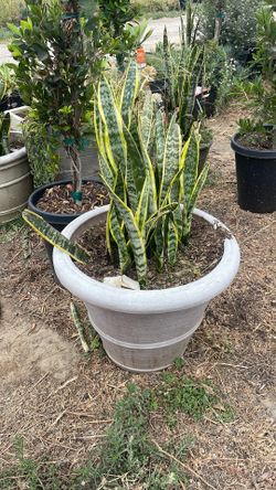 Snake plants ( mother in law’s tongue)