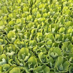 FREE Pond plants / Water Lettuce 