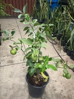 Eureka lemon