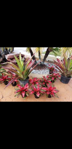 Bromeliads, Plants , Garden , Shrubs ,bushes,