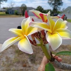 Plumeria Live Flower Plant, Well Rooted, 2ft+ Tall