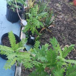 Ciruela Mexicana O Jocote 