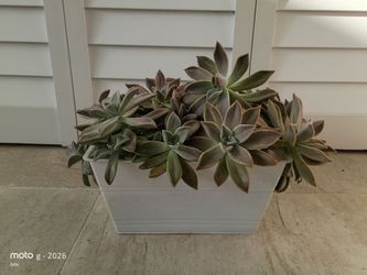 Graptopetalum paraguayense The ghost plant, also known as mother-of-pearl, Graptopetalum paraguayense, is a rosette-forming succulent with fleshy, ell