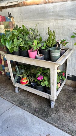 Small Plants
