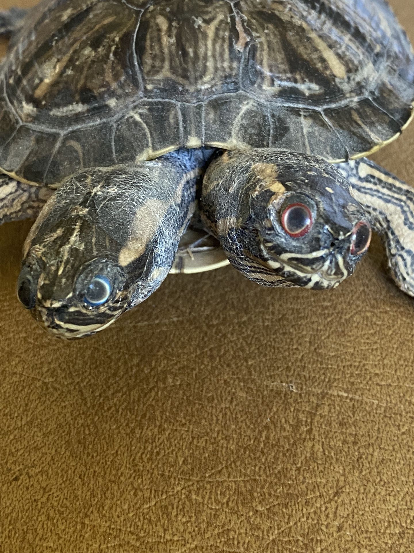 Taxidermy Two-Headed Turtle