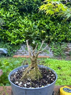 Boxwood pre-bonsai.