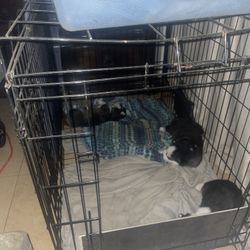 Collapsible Dog Cage 