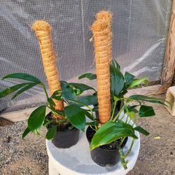 Rhapidophora Decursiva Plant 6 " Pot $ 5 Each