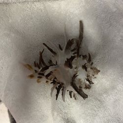 Shell Called Endive Murex