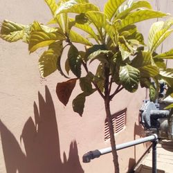 4'  Tall   Nispero     Mispero