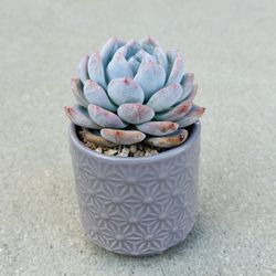 Succulents plants 🪴 