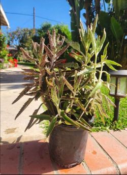 Kalanchoe Mother Of Thousand Suculent Plant Medesinal