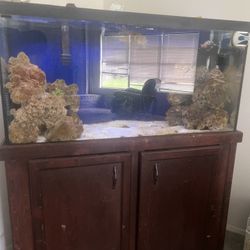 90 Gallon Saltwater Tank 
