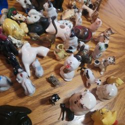 Cats