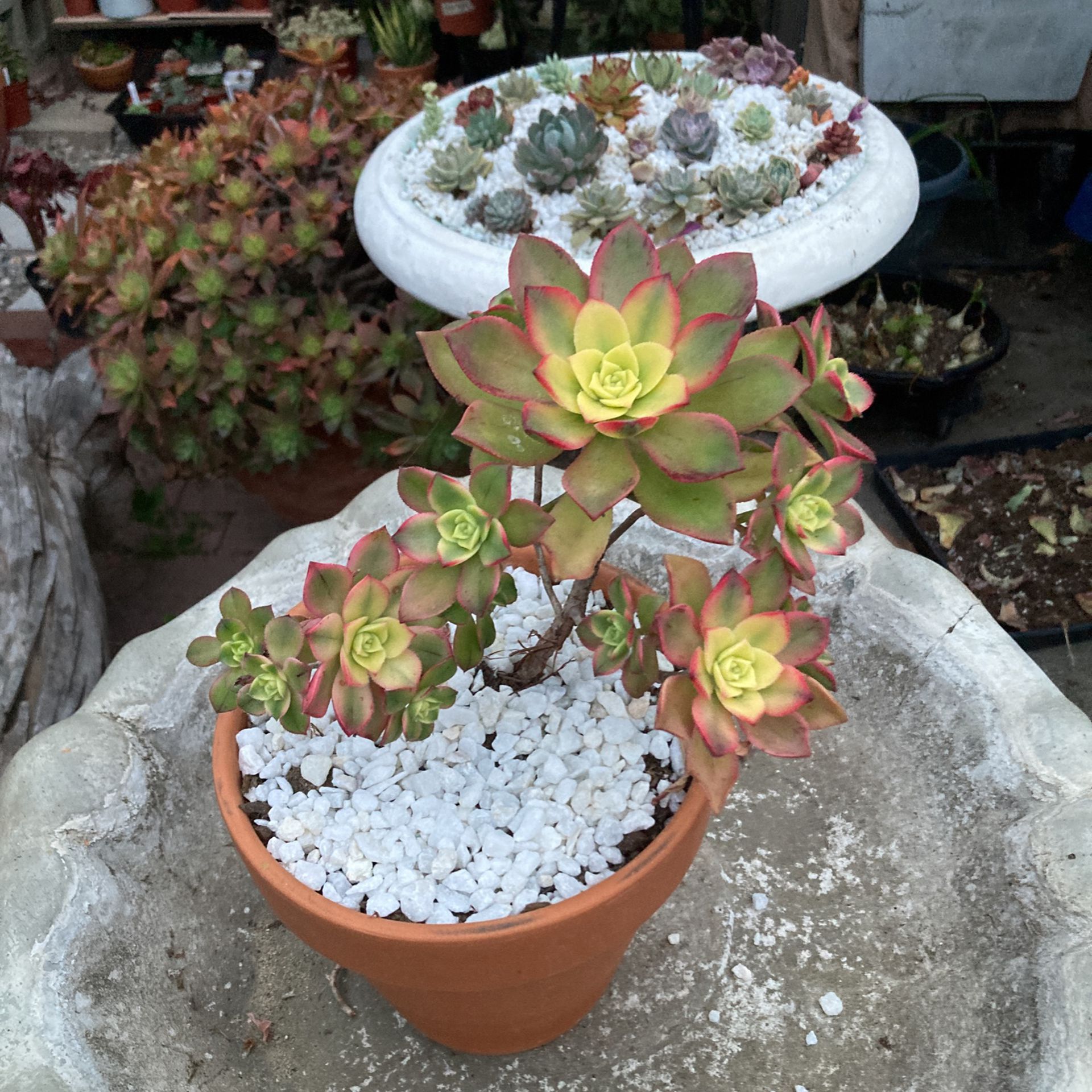 Aeonium Kiwi  Succulent Plant 8” Pot 