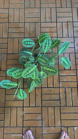 Lemon Lime prayer plant 4” pot