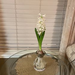 Real Beautiful Plant