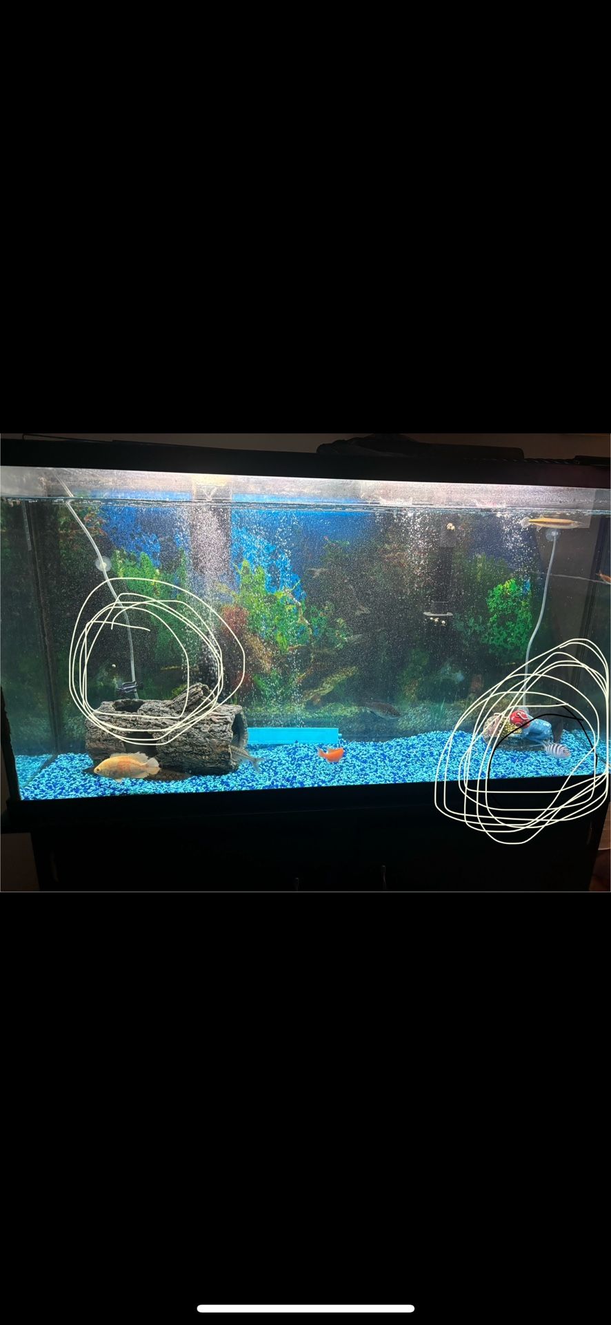 Fish Tank Only