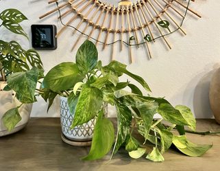 Variegated Marble Pothos in a white And Brown Pot