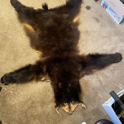 Bear Skin Rug