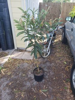 Fruiting loquat trees