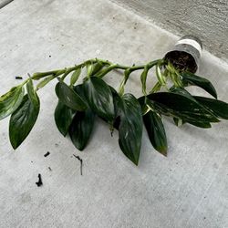 Monstera Standleyana Aurea Variegated 4” Live Plant