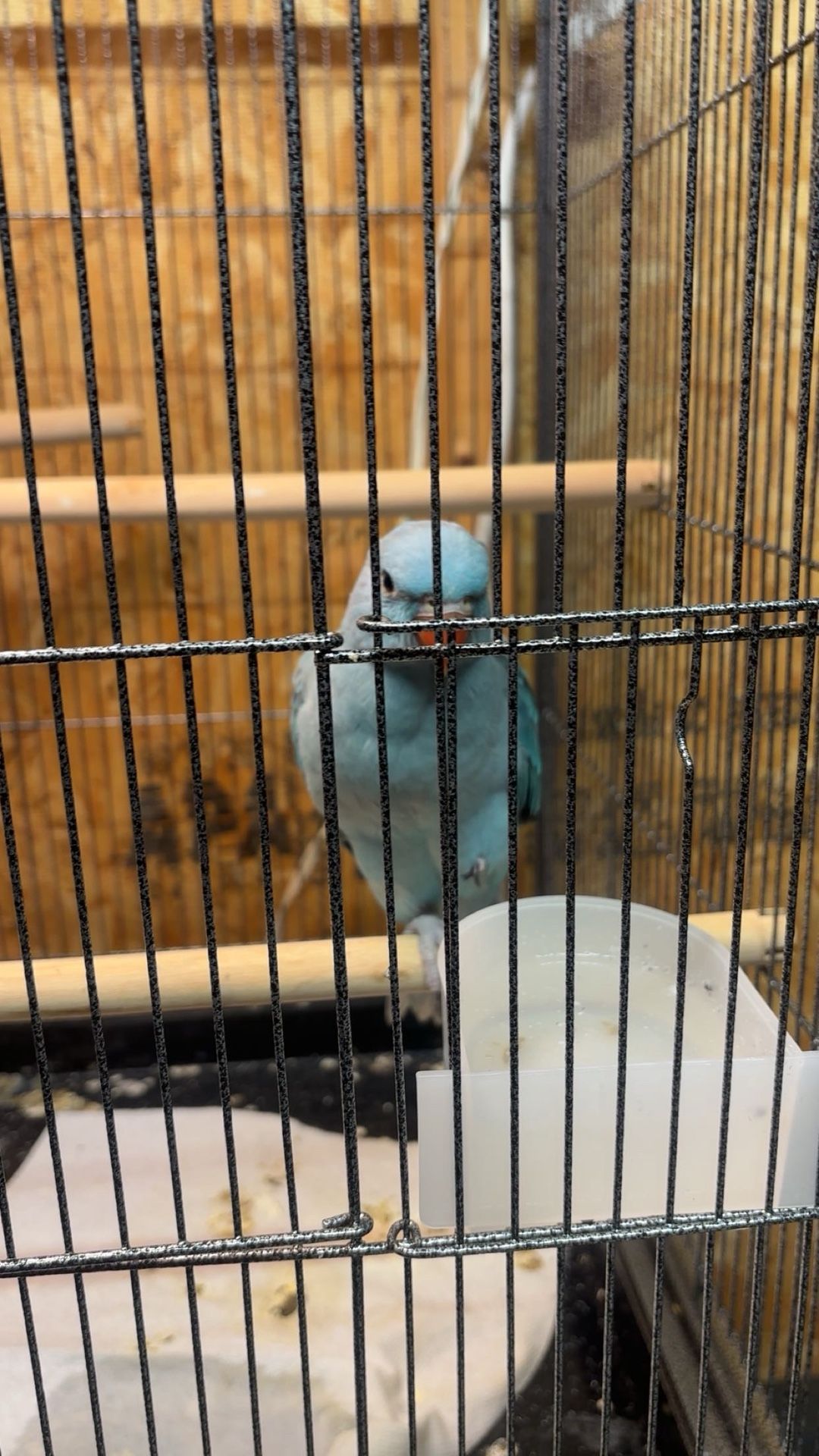 Bird Cage