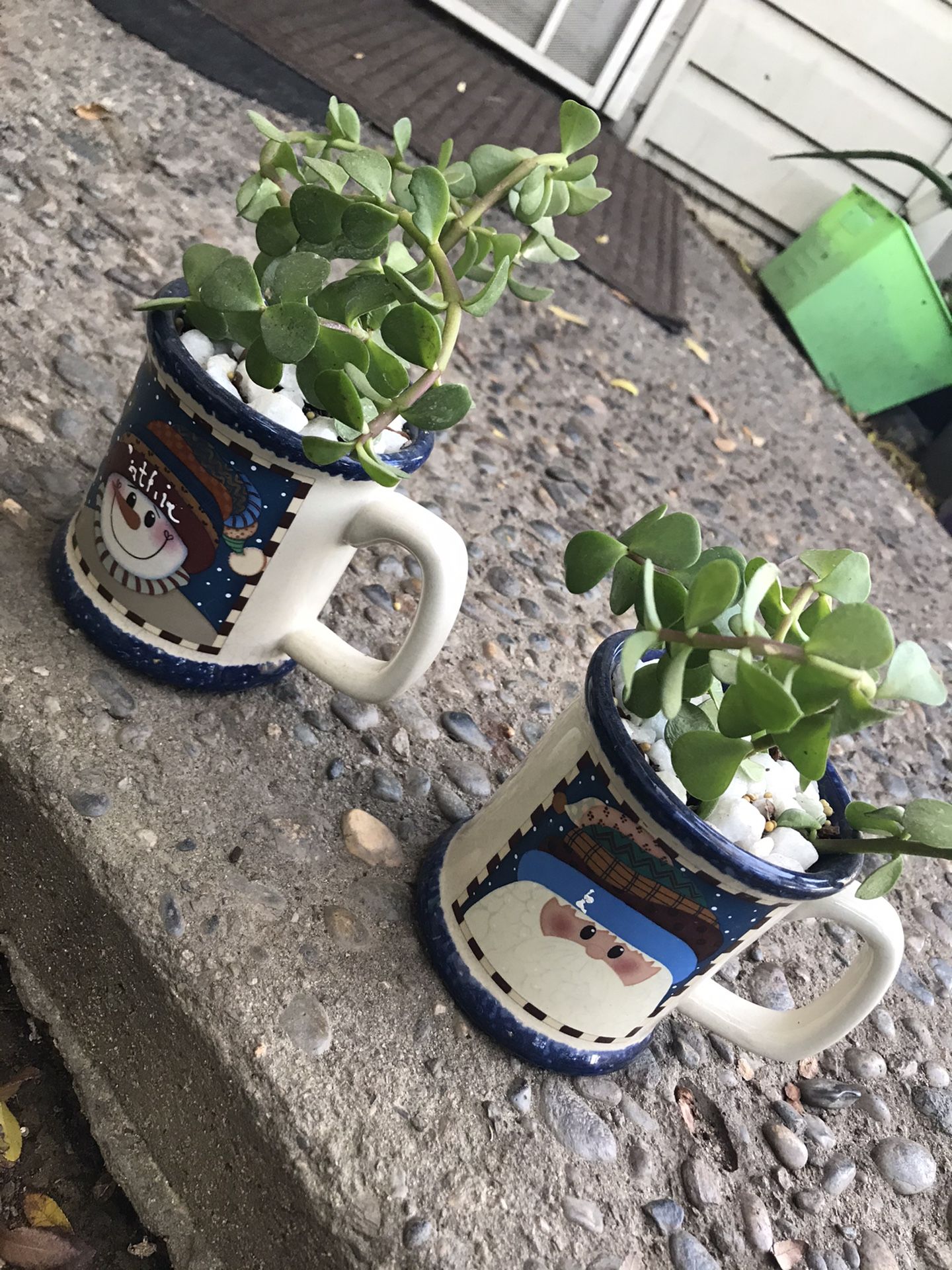 Christmas succulent cups