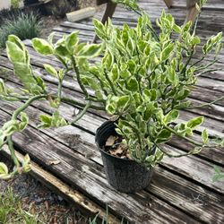 Euphorbia Tithymaloides Backbone 