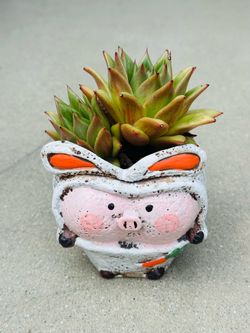Succulents plants 🪴