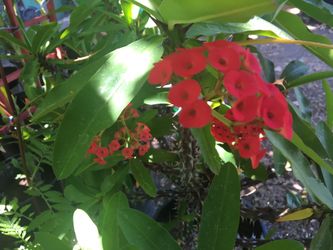 Corona de Christo-Crown of Thorns