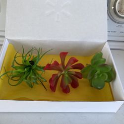Succulents , Plastic