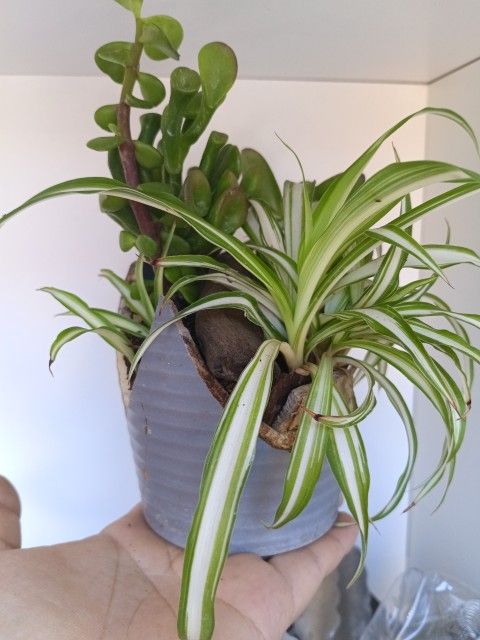 Plants
