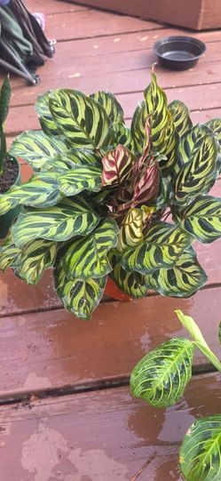 Indoor beautiful plants