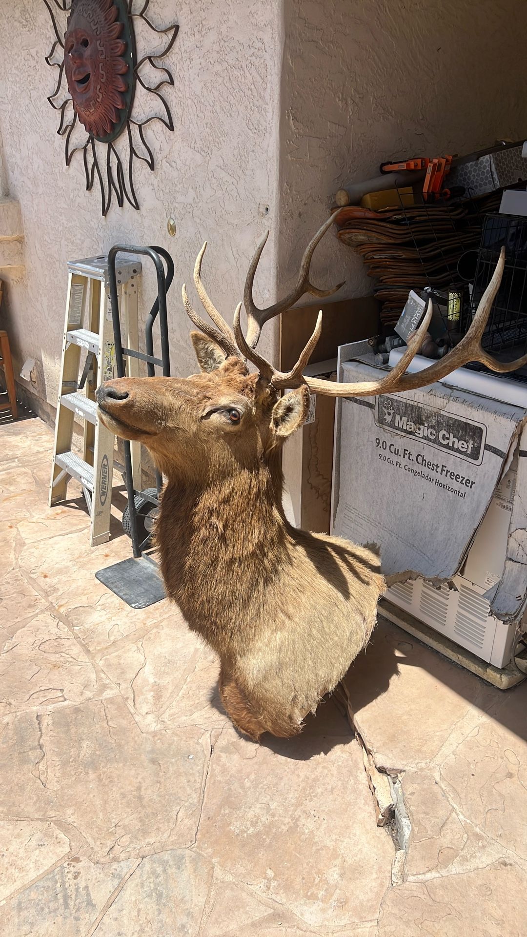 Elk Mount