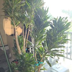 Real  (Tree-plant) $75 OBO