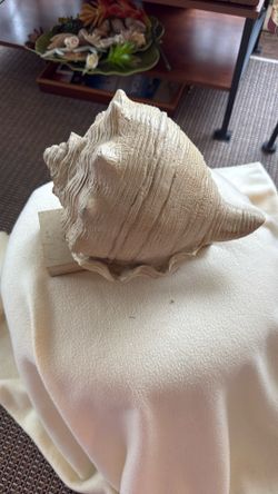 Seashell Decoration 