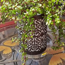 Elephant Food  Plant