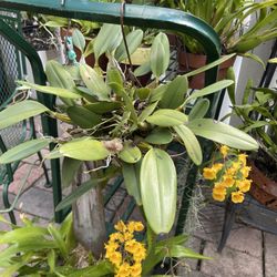 Blooming Dendrobien Orchid 