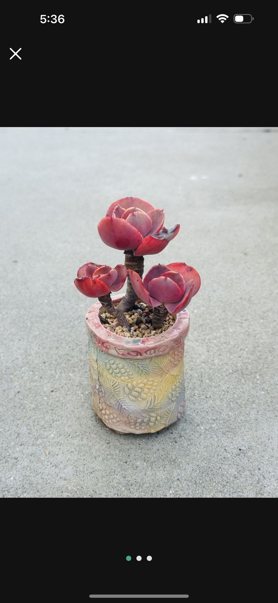 Succulents plants
