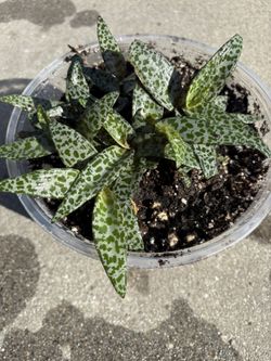 Silver squill plant