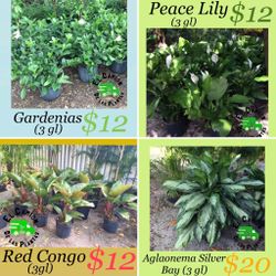 Gardenias, Red Congo, Peace Lily