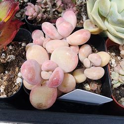 Succulents Plants Pink Moonstones Pick Up In Upland 