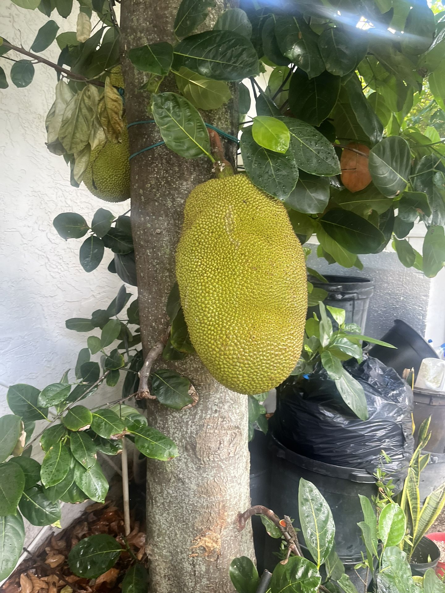 Very Sweet and Juicy Jackfruit