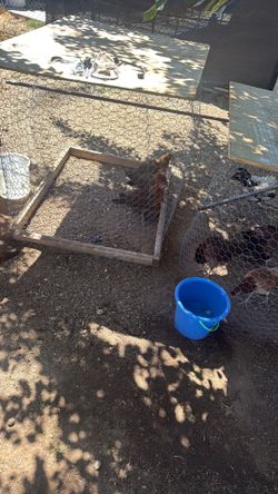 Chicken Cages