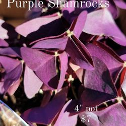 Purple Shamrock