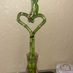 Heart 💚 Bamboo In Vase 